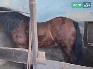 спокійного коня - фото