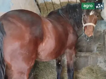 спокійну робочу кобилу - фото
