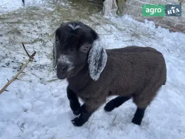 Цап зааненський (англо-нубієць) - фото
