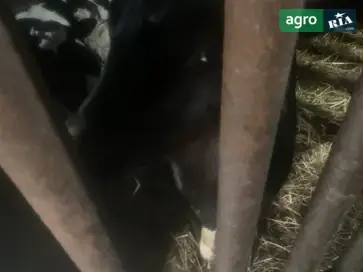 Телята, ціна за домовленістю. - фото