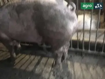 Беконные свиньи (150–160 кг) - фото