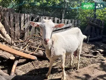 Молоді зааненські кізочки (1 рік) - фото