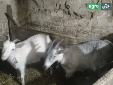 Молоді кози та козел Гірської породи (10 місяців) - фото