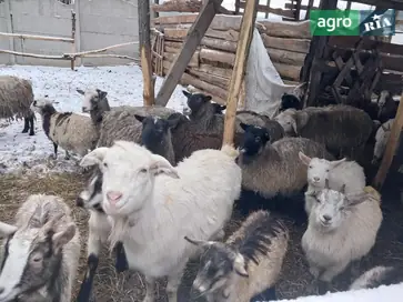  Кози, дорослі кози - фото