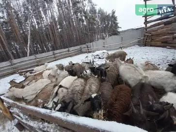 Козенята, молоді козенята - фото