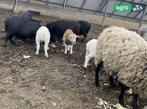 Вівця (вік 1 рік) — крос Дорпер