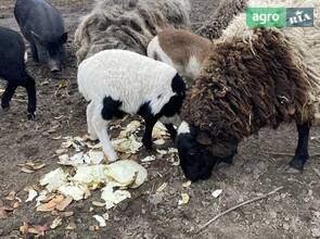  Вівця (вік 3 роки) доросла особина
