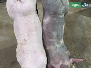 Поросята м’ясних порід (П’єтрен, Дюрок, Кантор, Угорська окрочна)