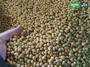 Насіння сої Аполліна (II репродукція, класична)