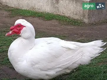 Мускусні качки (індокачки) важкої німецької лінії - фото