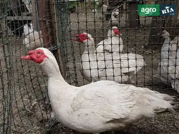 Інкубаційне яйце мускусної качки (індокачки) важкої німецької лінії - фото