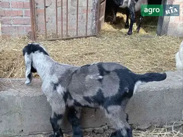 Англо-нубійський козлик 100% (лінія Андріана Колосова) - фото