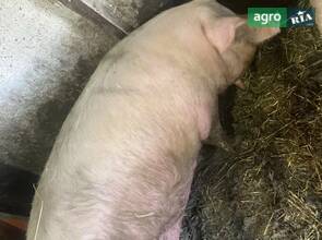 Свині живою вагою (200+ кг) — Волинь