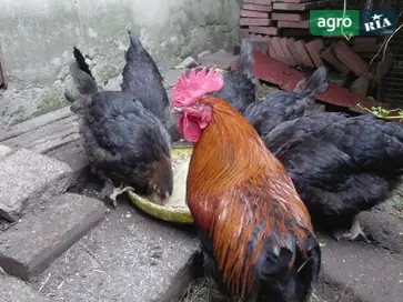 Породисті півні та кури: Джерсійський гігант та Маран - фото
