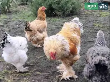 Сім'я курей породи Brahma - фото