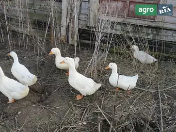  Домашняя утка - фото