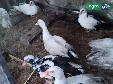 Домашние индоутки - фото