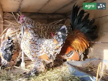  Кури породи Мільфлер - фото