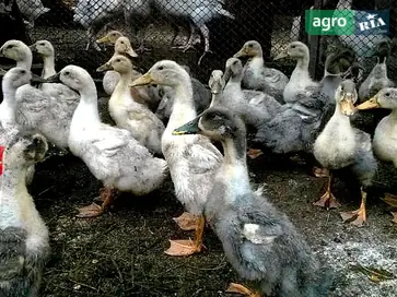 Качки породи Голубий фаворит - фото
