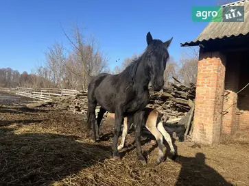Кобила з конем - фото