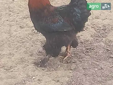 Молоді півні породи Брама - фото