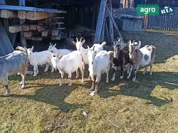 Кізки та козенята - фото