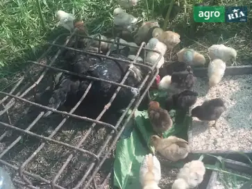 Домашні підрощені курчата - фото