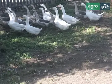 гусей 5 штук або до п'яти штук на розвід або на м'ясо 160 грн - фото