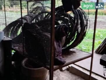 Саморобна    - фото