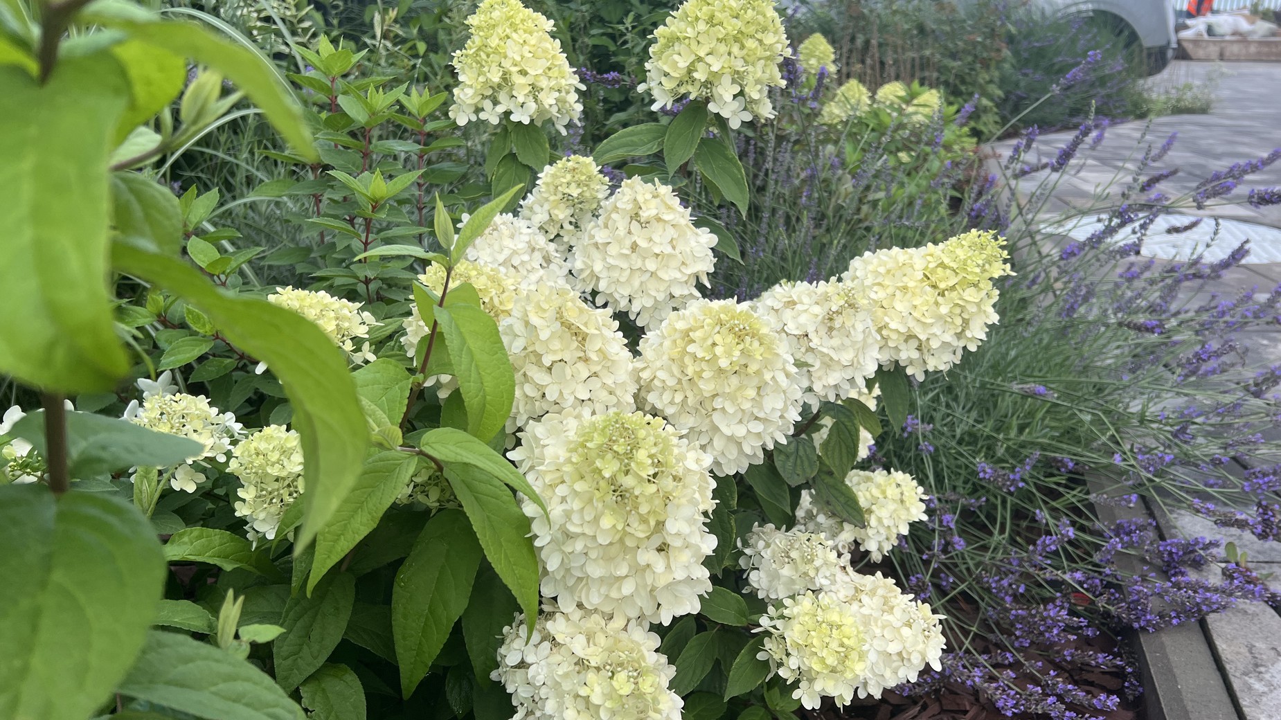 ЖК Park Residence  фото 892404