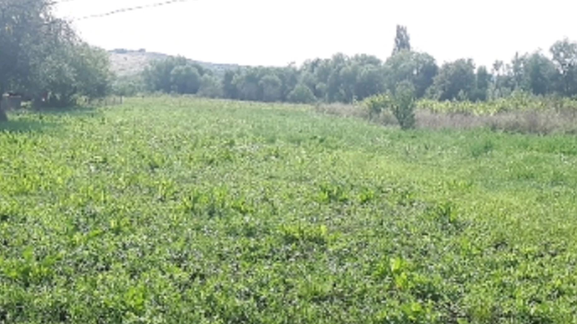 Продається земельна ділянка 45 соток у Чернівецькій області, цена: 17777 $ - фото 5