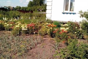 Продається одноповерховий будинок 54 кв. м з банею/сауною