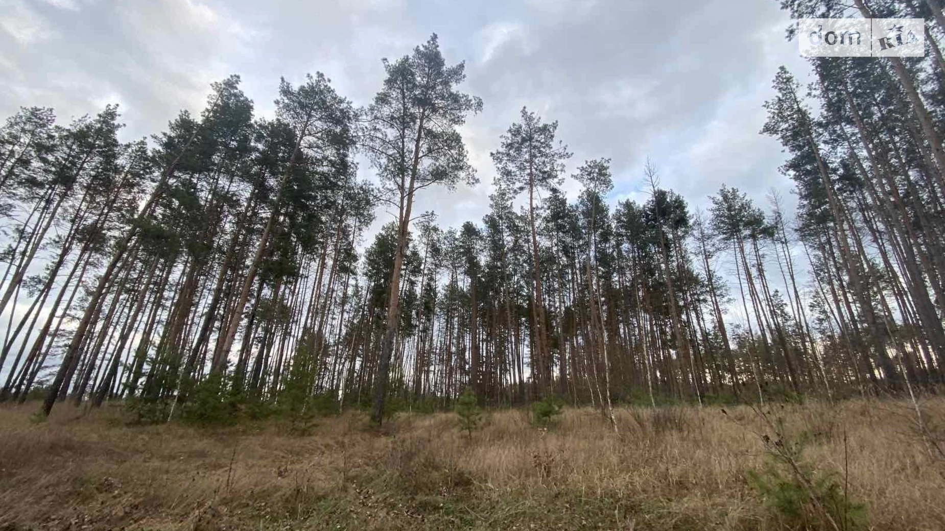 Продается земельный участок 24 соток в Черкасской области, Соснова
