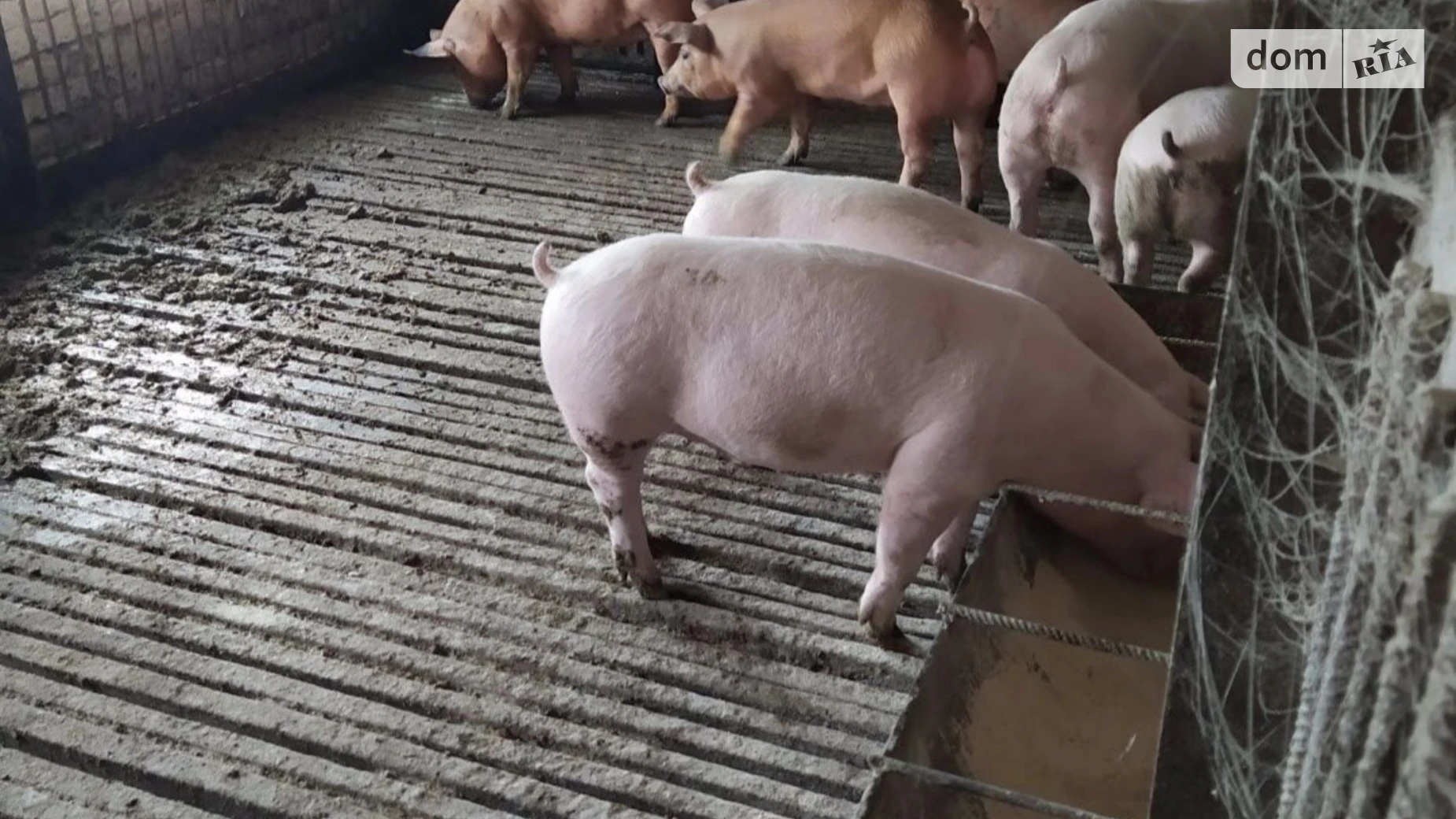 Сдается в аренду помещения свободного назначения 1000 кв. м в 1-этажном здании, цена: 15000 грн - фото 2