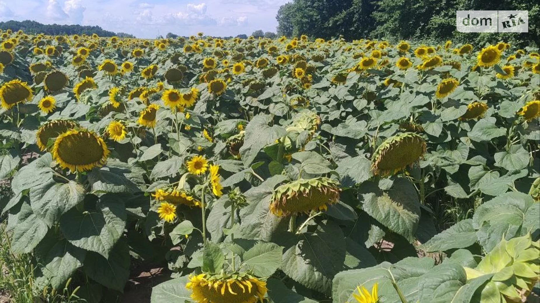 Продається земельна ділянка 1.3 соток у Вінницькій області, цена: 46000 $ - фото 4