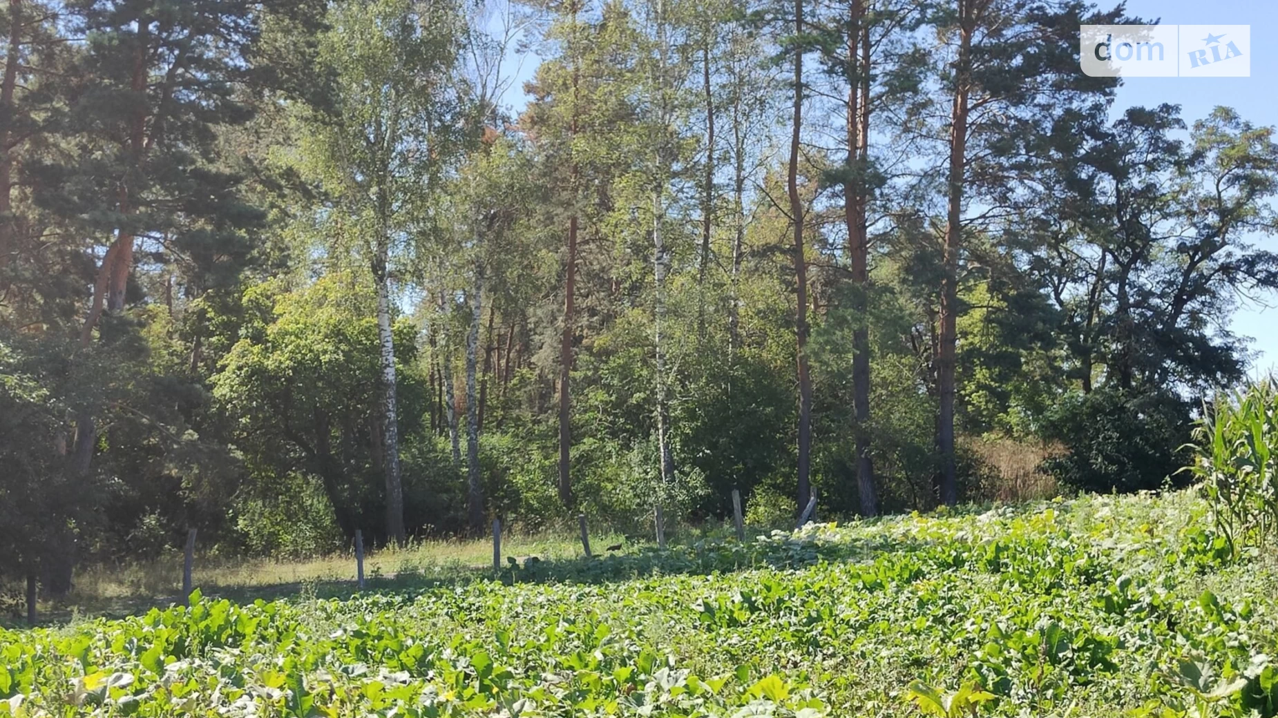 Продається земельна ділянка 22 соток у Вінницькій області, цена: 22000 $ - фото 2