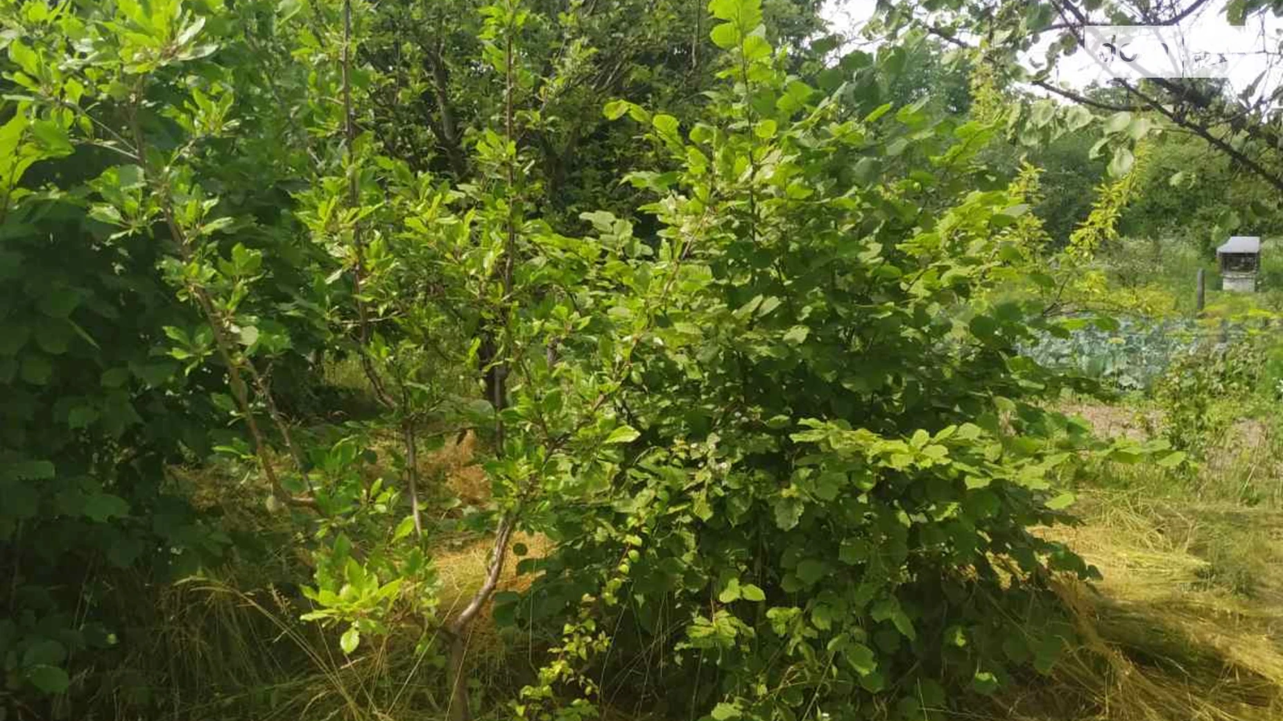 Продается земельный участок 5 соток в Винницкой области, цена: 1000 $ - фото 3