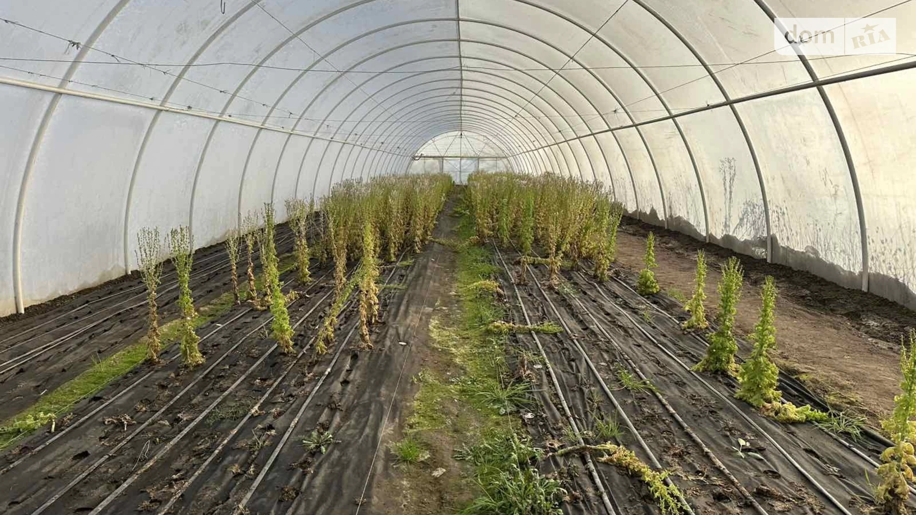 Продається земельна ділянка 30 соток у Івано-Франківській області, цена: 45000 $ - фото 3