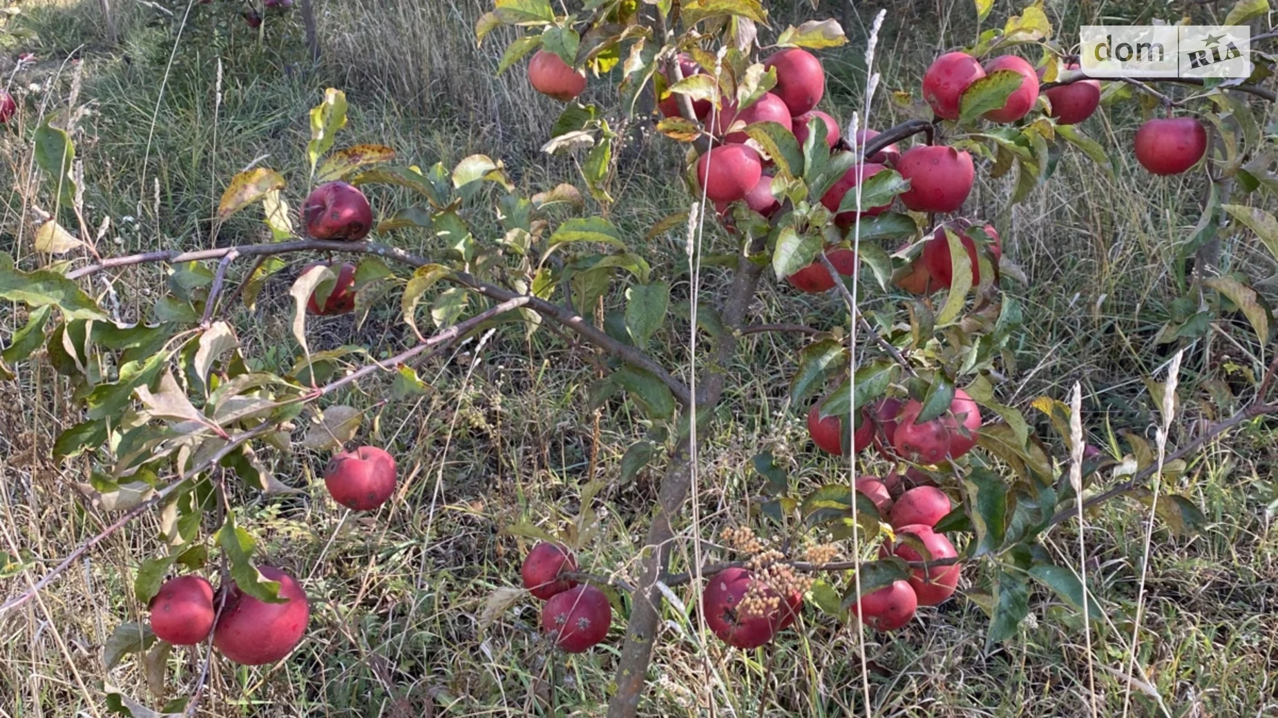Продается земельный участок 0.415 соток в Винницкой области, цена: 4900 $ - фото 5