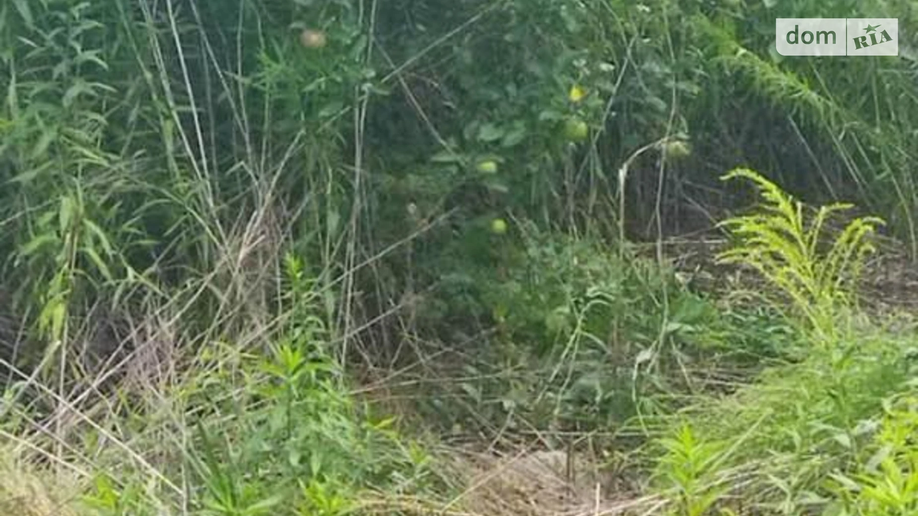 Продается земельный участок 10 соток в Киевской области, цена: 37000 $ - фото 2