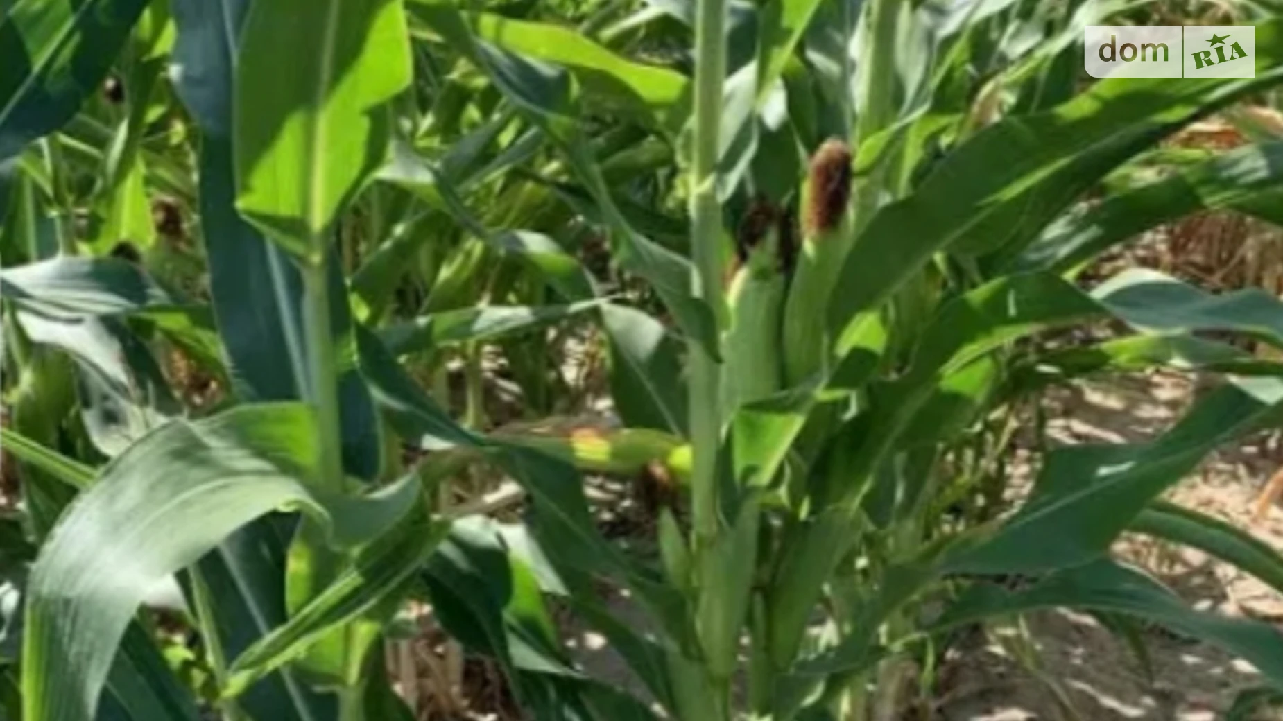 Великі Лучки, цена: 500 $ - фото 2