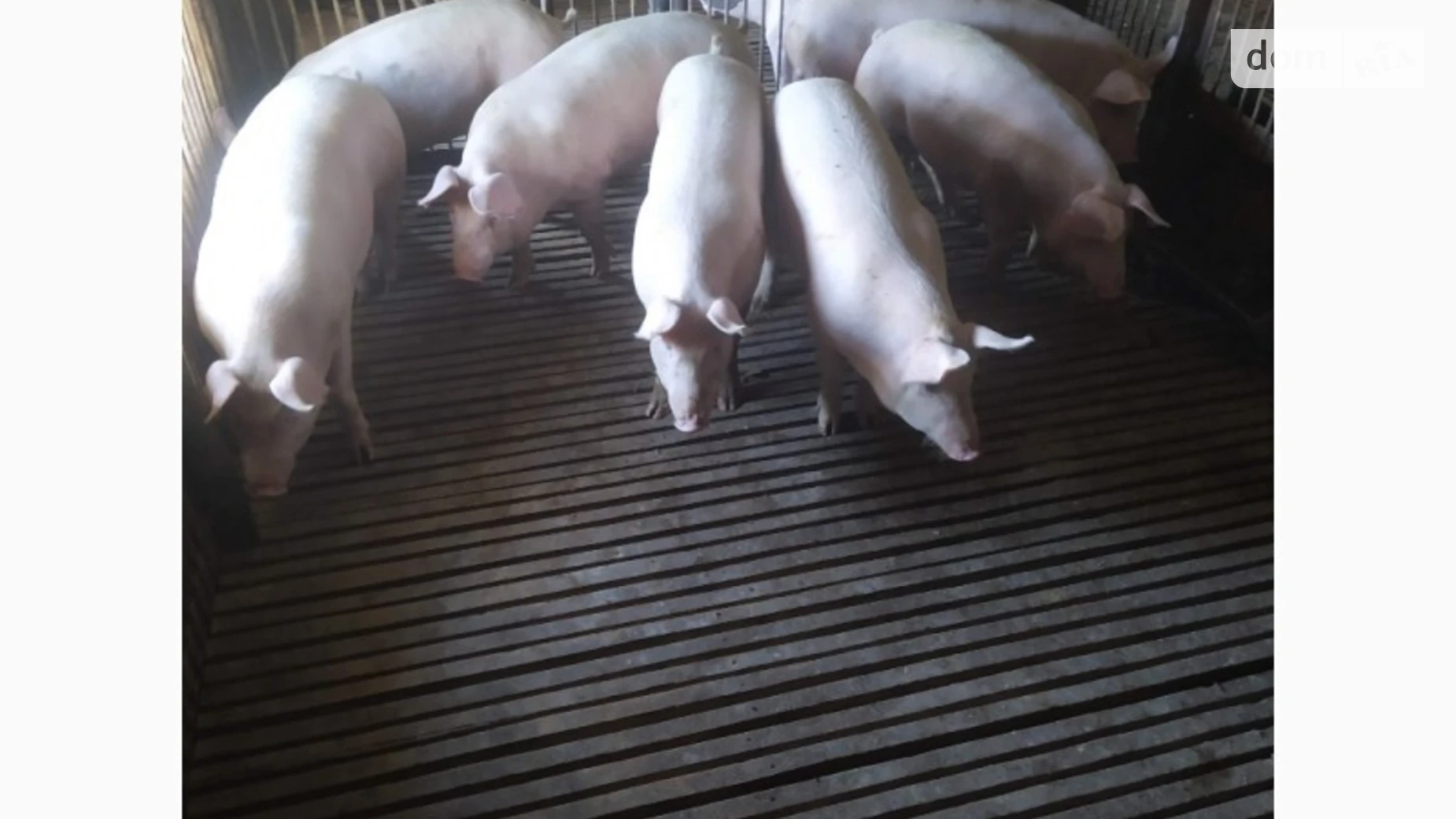 Сдается в аренду помещения свободного назначения 1000 кв. м в 1-этажном здании, цена: 15000 грн - фото 5