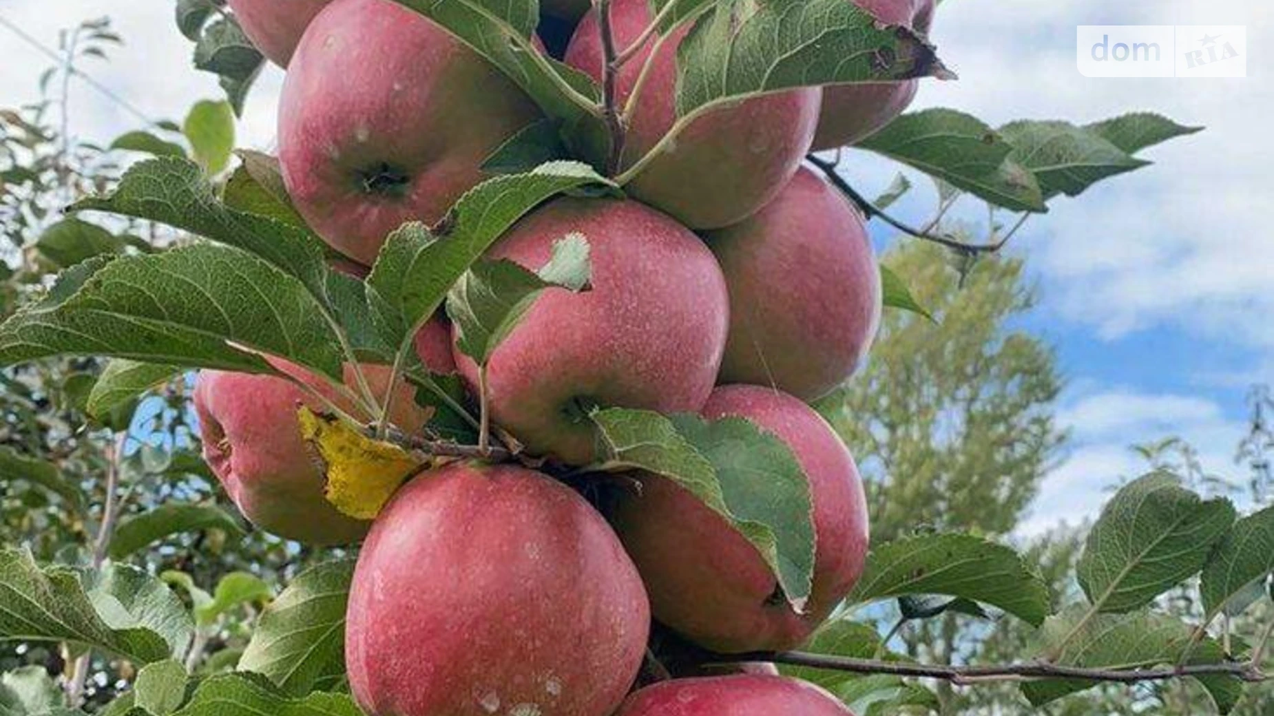 Чистилов, цена: 500 грн - фото 2