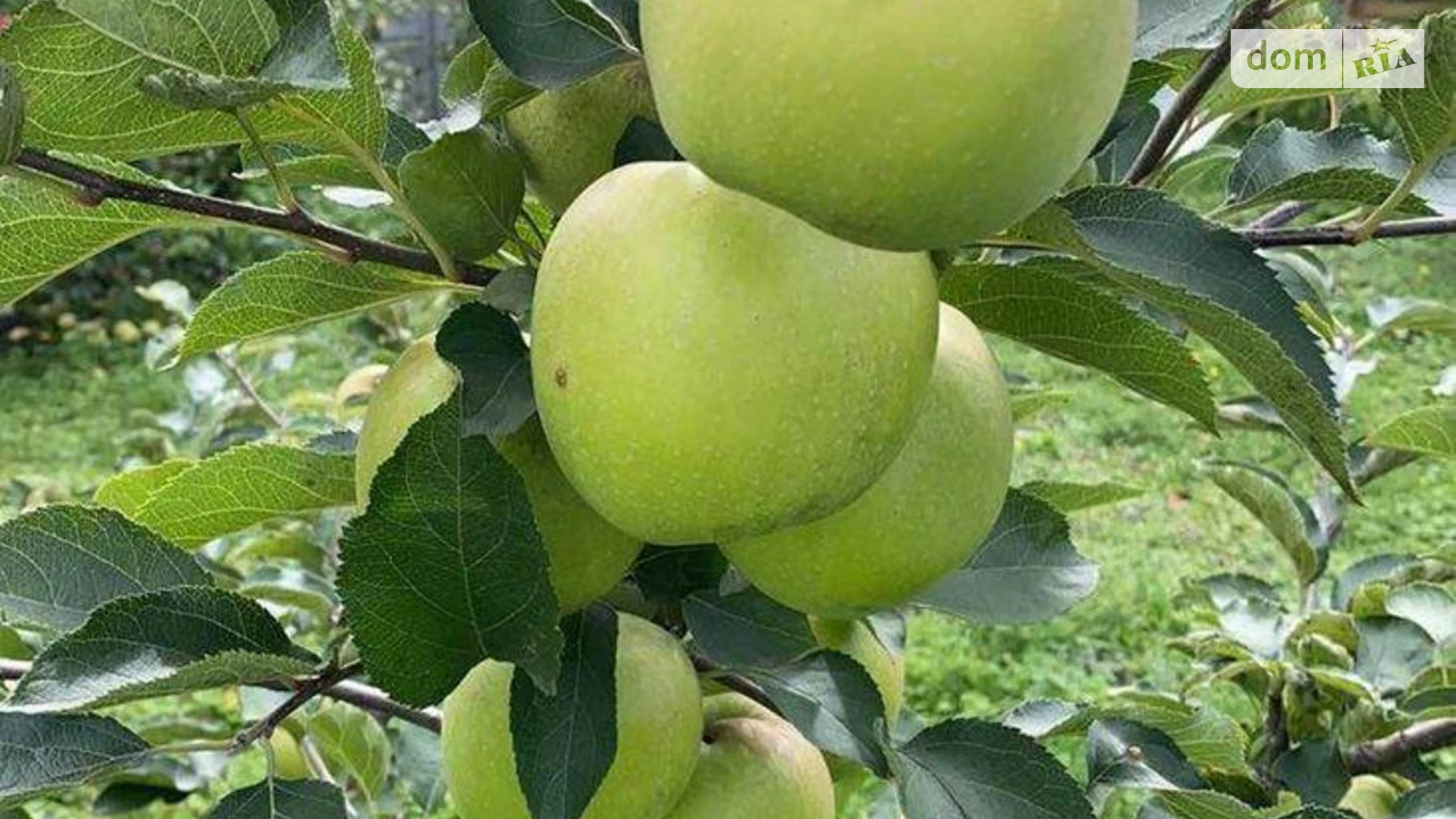 Чистилов, цена: 500 грн - фото 3