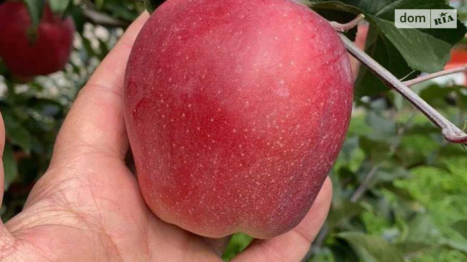 Чистилов, цена: 500 грн - фото 4