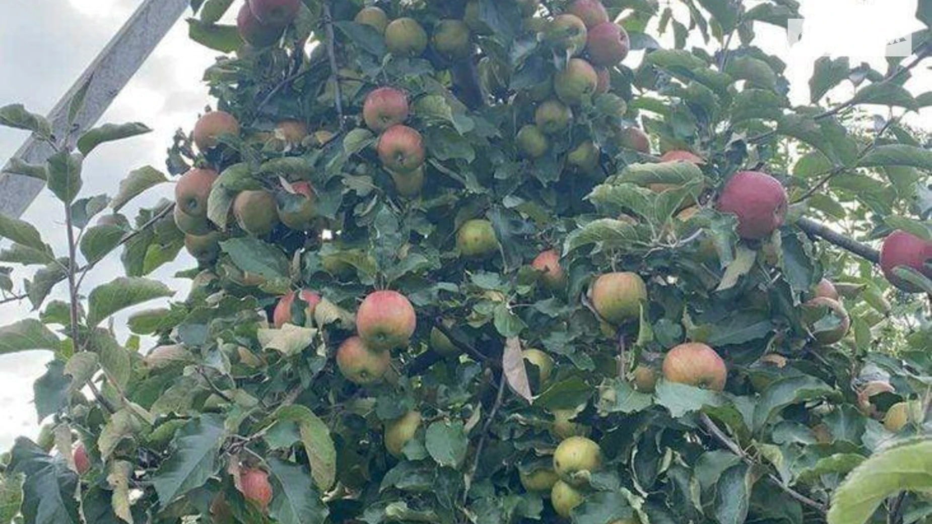 Чистилов, цена: 500 грн - фото 5