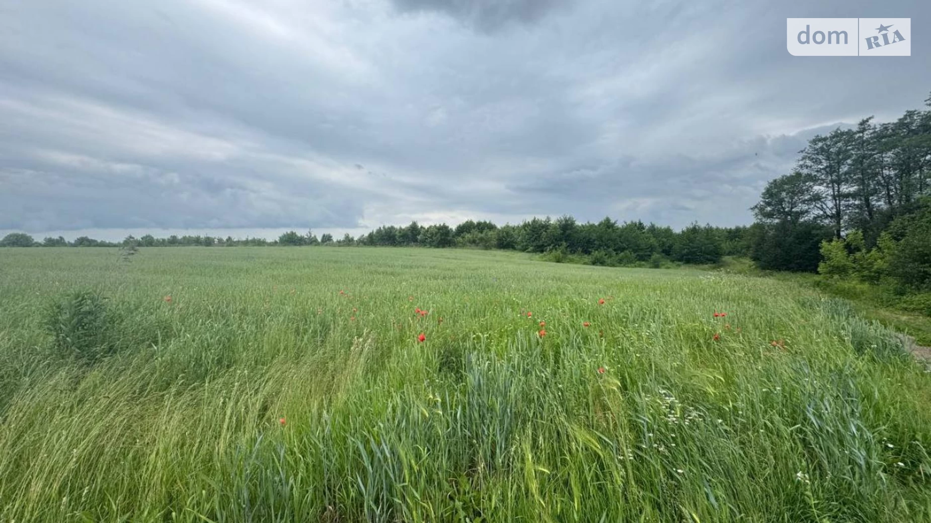 Черниев (Ивано-Франковск), цена: 66000 $ - фото 2