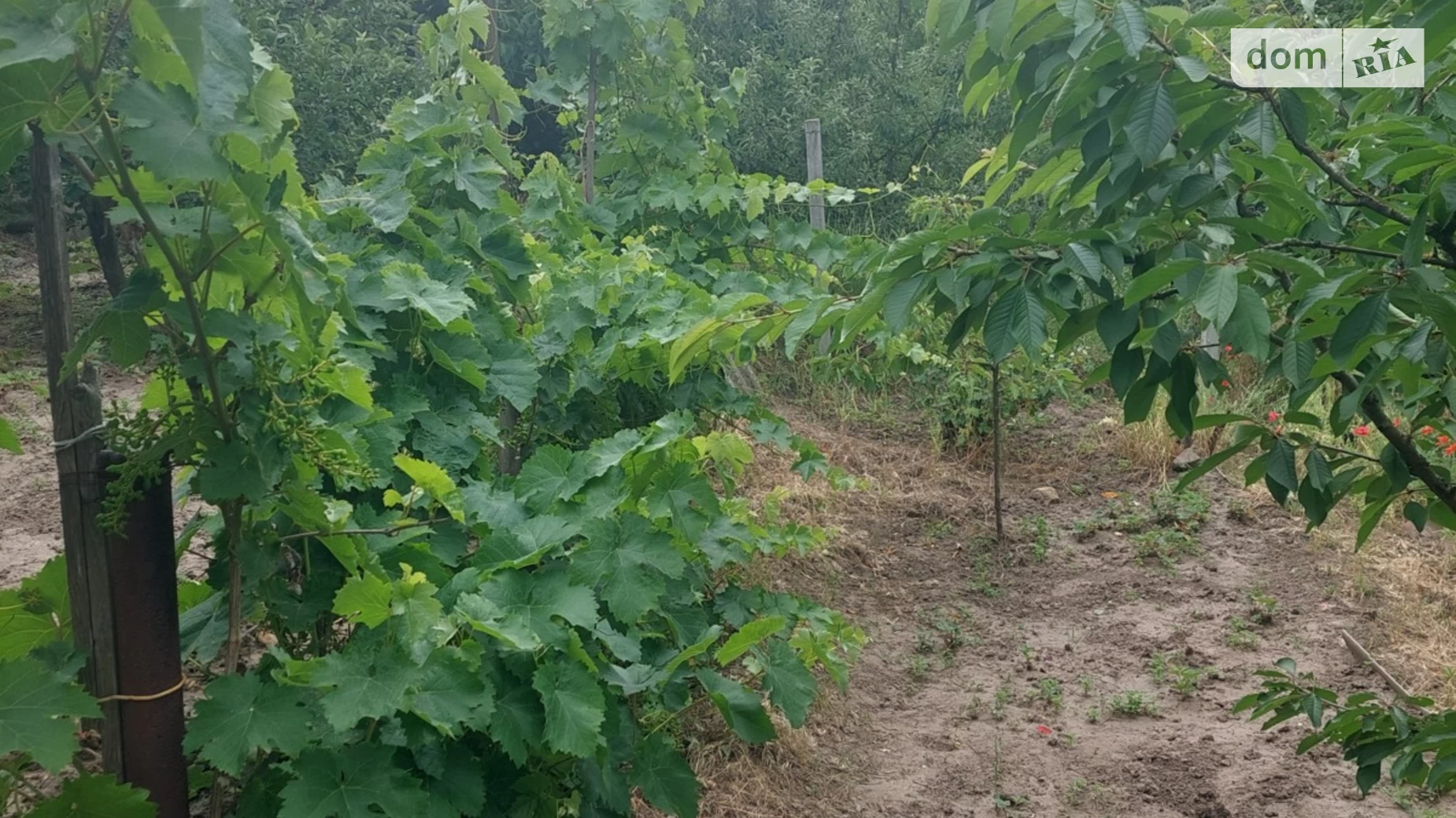 Продається одноповерховий будинок 30 кв. м з подвалом, цена: 4500 $ - фото 3