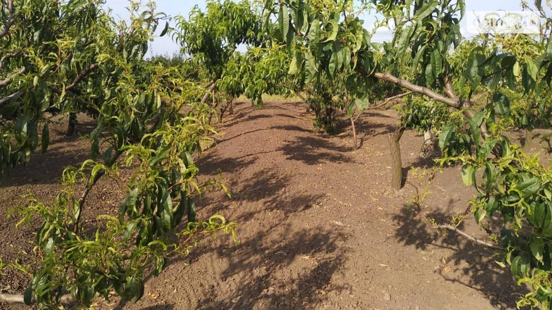 Продается земельный участок 20.6 соток в Одесской области, цена: 4000 $ - фото 4