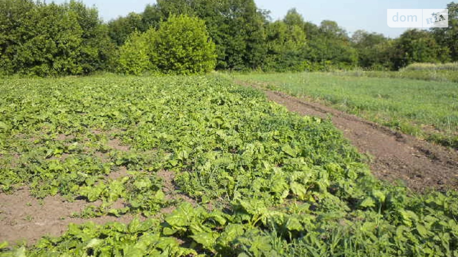 вулиця Шевченка Великие Прицки, цена: 5000 $ - фото 2